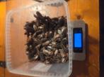 Dubia mannen 244 gram ongeveer 120 stuks per 20 stuks 2 euro, Ophalen of Verzenden, Nieuw, Overige typen
