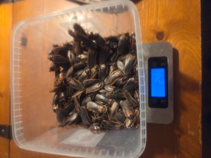 Dubia mannen 50 stuks 5 euro, Dieren en Toebehoren, Reptielen en Amfibieën | Toebehoren, Nieuw, Overige typen, Ophalen of Verzenden