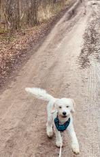 Guus dek reutje ter beschikking, Dieren en Toebehoren, Honden | Retrievers, Spaniëls en Waterhonden, CDV (hondenziekte), 1 tot 2 jaar