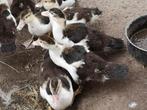 Muskus eenden, Meerdere dieren, Tropenvogel