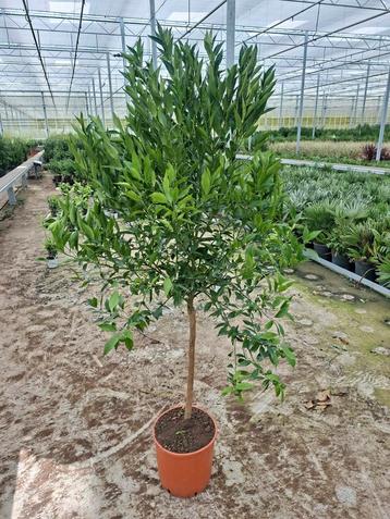 Citrus Manderino 1.60mtr beschikbaar voor biedingen