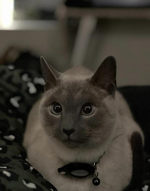 Jaap zoekt een nieuwe forever home, Dieren en Toebehoren, Katten en Kittens | Dekkaters, 6 jaar of ouder