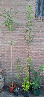 Zanthoxylum, kiespijnboom, peperboom, Tuin en Terras, Planten | Bomen, Ophalen, Overige soorten