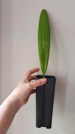 Johannesteijsmannia altifrons palm zeldzaam, Palm, In pot, Minder dan 100 cm, Groene kamerplant