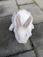 Lief vrouwtjes konijn 8 weken oud, Dieren en Toebehoren, Vrouwelijk
