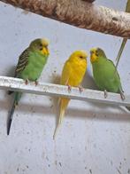 Jonge grasparkieten eten zelfstandig, Dieren en Toebehoren, Vogels | Parkieten en Papegaaien, Meerdere dieren, Parkiet
