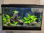 Aquarium, Dieren en Toebehoren, Vissen | Aquaria en Toebehoren, Ophalen, Gebruikt, Gevuld zoetwateraquarium