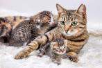 gezocht mamapoes, Dieren en Toebehoren, Katten en Kittens | Overige Katten, Kortharig, Poes