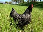 Barnevelder krielkippen zilver gezoomd hen gesekst + ingeënt, Dieren en Toebehoren, Pluimvee, Vrouwelijk, Kip