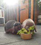 Lief koppel NHD konijnen, Dieren en Toebehoren, Konijnen, Meerdere dieren, Dwerg
