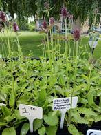 stachys monnieri 'Hummelo'/ Andoorn, Bodembedekkers, Vaste plant, Ophalen of Verzenden, Halfschaduw