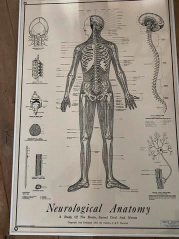 Oude medicinale postee anatomy neurologicol brain nerves beschikbaar voor biedingen