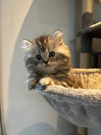 Britse langhaar kittens Black Silver Tabby (blotched), Dieren en Toebehoren, Kater, Gechipt, 0 tot 2 jaar