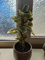 Gratis plant, Huis en Inrichting, Kamerplanten, Ophalen, Halfschaduw, Minder dan 100 cm