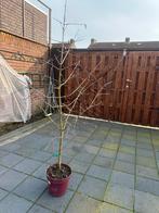 Kornoeljebes, Tuin en Terras, Ophalen of Verzenden, Volle zon, Overige soorten