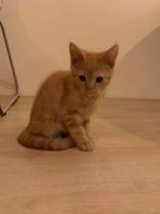 Kitten te koop, Dieren en Toebehoren, Katten en Kittens | Raskatten | Korthaar, Meerdere dieren, Ontwormd, 0 tot 2 jaar