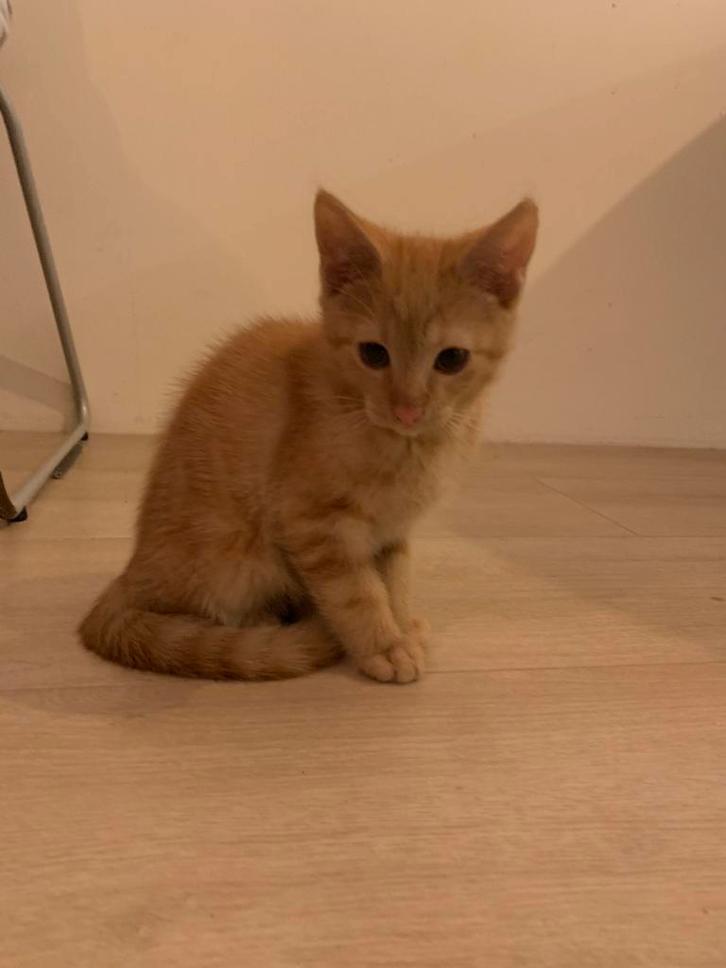 Kitten te koop, Dieren en Toebehoren, Katten en Kittens | Raskatten | Korthaar, Meerdere dieren, 0 tot 2 jaar, Ontwormd