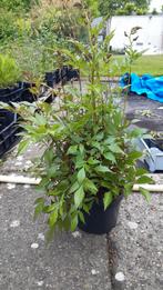 Assortiment vaste planten., Volle zon, Vaste plant, Zomer, Ophalen