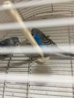 2 blauwe Grasparkieten, Dieren en Toebehoren, Vogels | Parkieten en Papegaaien, Vrouwelijk, Parkiet