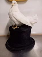 Opgezette witte duif, Ophalen of Verzenden, Zo goed als nieuw, Vogel, Opgezet dier