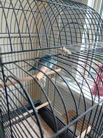 Tekoop koppel blauwe forpus, Dieren en Toebehoren, Meerdere dieren, Dwergpapegaai of Agapornis