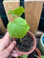 Komkommer / tomaten plantjes, Volle zon, Groenteplanten, Eenjarig, Ophalen of Verzenden