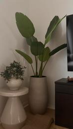 Kunstplant Strelitzia Nicolai - Verstelbaar - exl pot!, Huis en Inrichting, Kamerplanten, 100 tot 150 cm, Overige soorten, In pot