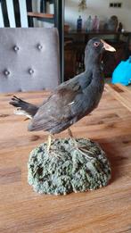 Waterhoen, Verzamelen, Ophalen of Verzenden, Zo goed als nieuw, Vogel, Opgezet dier