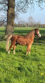 Welsh a merrie, Merrie, 3 tot 6 jaar, A pony (tot 1.17m)