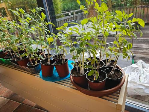 tomatenplantjes, Tuin en Terras, Planten | Tuinplanten, Eenjarig, Groenteplanten, Volle zon, Zomer, Ophalen