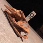 Leuk stuk Kienhout / Driftwood / Spiderwood, Hout Decoratie, Ophalen of Verzenden, Plant(en), Steen of Hout