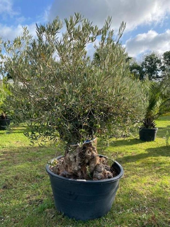 Mooie compacte olijfboom oleae europae NR:BL-43, Tuin en Terras, Planten | Fruitbomen, Overige soorten, 100 tot 250 cm, Volle zon