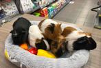 Jonge tamme cavia’s ( niet afkomstig van de groothandel), Mannelijk, Cavia, Na 1 juli 2024, Tam