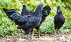Ayam Cemani kippen halfwas, Dieren en Toebehoren, Pluimvee, Meerdere dieren, Kip