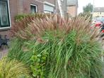 Planten, Tuin en Terras, Planten | Tuinplanten, Ophalen, Vaste plant, Siergrassen, Volle zon