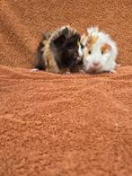 Lieve borstel broertjes choco buff wit mogen verhuizen, Cavia, Augustus, Mannelijk, Tam