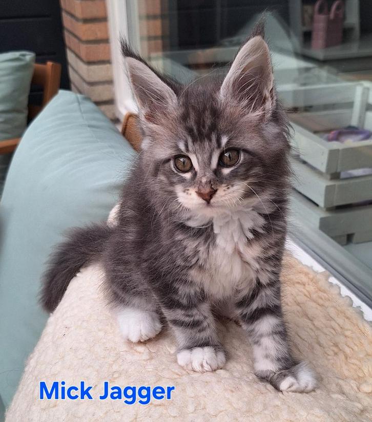 Maine coon katertje met stamboom, Dieren en Toebehoren, Katten en Kittens | Raskatten | Langhaar, Kater, 0 tot 2 jaar, Met stamboom