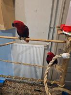 Twee edelpapegaaien (zusjes, 6mnd en 9mnd oud), Dieren en Toebehoren, Vogels | Parkieten en Papegaaien, Vrouwelijk, Parkiet, Tam