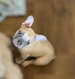 Franse bulldog teefje mag direct verhuizen, Dieren en Toebehoren, Particulier, Rabiës (hondsdolheid), 8 tot 15 weken, Buitenland