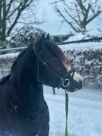 5 jarige C pony, Dieren en Toebehoren, Paarden, Merrie, Recreatiepaard, 3 tot 6 jaar