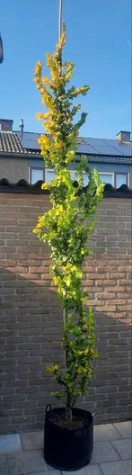 Ulmus hollandica 'Wredei' (Goudiep)🌿, Ophalen, Volle zon, Overige soorten