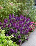 Buddleja Butterfly Candy 'Little Purple'| dwergvlinderstruik, Overige soorten, Volle zon, Vaste plant, Ophalen of Verzenden