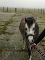 Welsh ruintje, klaar om aan het werk te gaan, Dieren en Toebehoren, Pony's, Ruin, Zadelmak, A pony (tot 1.17m), 3 tot 6 jaar