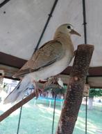 Lachduifjes, Dieren en Toebehoren, Vogels | Duiven, Meerdere dieren, Postduif