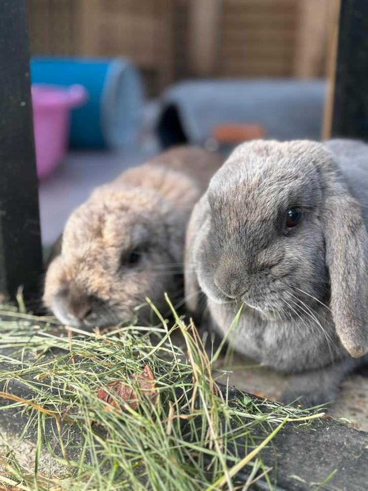 Lieve konijnen, Dieren en Toebehoren, Konijnen, Dwerg, Meerdere dieren