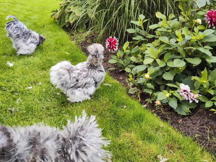 Usa zijdehoenders 8 weken oud, Dieren en Toebehoren, Pluimvee, Kip, Vrouwelijk