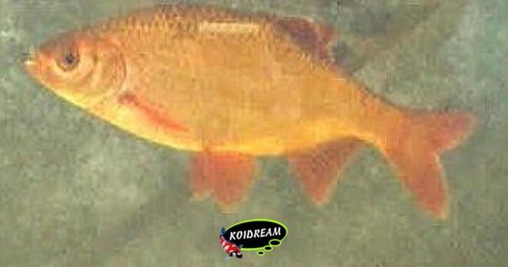 Goudrietvoorn - Goud Rietvoorn 10 / 12 cm - Koidreams, Dieren en Toebehoren, Vissen | Vijvervissen, Goudvis(sen)