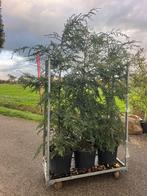 Hemlockspar, Tsuga canadensis, een decoratieve Naaldboom, Ophalen, Bloeit niet, Halfschaduw, Overige soorten