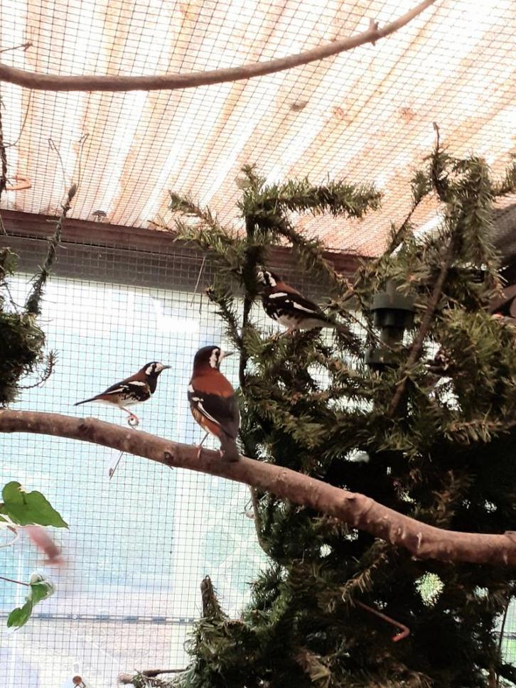 Kastanjeruglijsters, Dieren en Toebehoren, Vogels | Overige Vogels, Tropenvogel, Meerdere dieren, Geringd