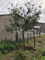 Appelboom, hoogstam, Karmijn de Sonnaville, fruitboom, Tuin en Terras, Planten | Bomen, Ophalen, Lente, Volle zon, Overige soorten